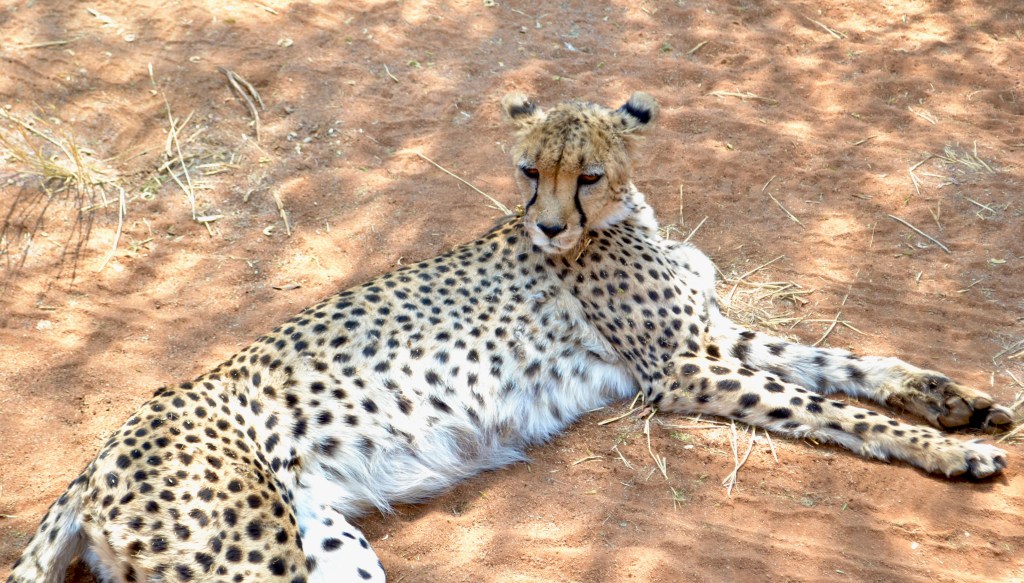 Cheetah Conservation - female cheetahs