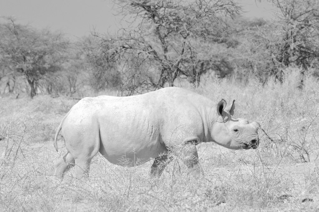 Black Rhino in Namibia