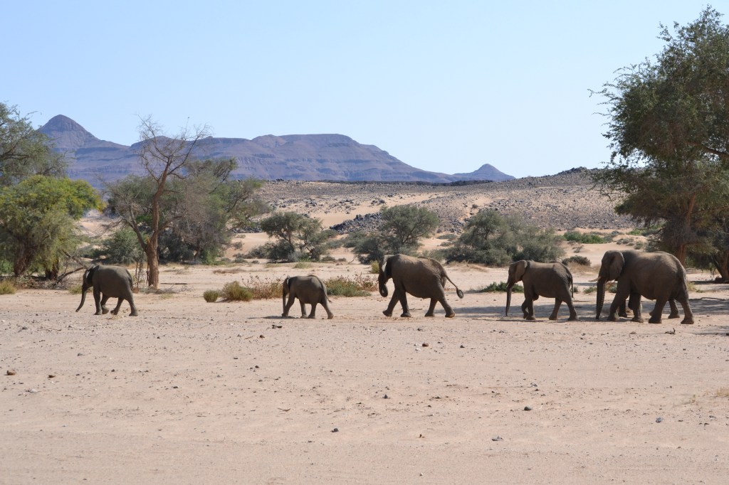 Desert Adapted Elephants